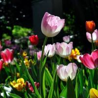 Springtime at Araluen - Tulip Time!